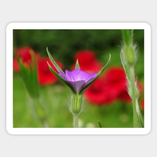 Corncockle in the Poppies Sticker